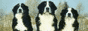 Heartland_Woods_8720_Pictures_zennen_88x31.gif