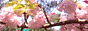 Tokyo_Bridge_8238_kbana01.gif