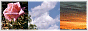 iafk_rosephotosetc_button2.gif